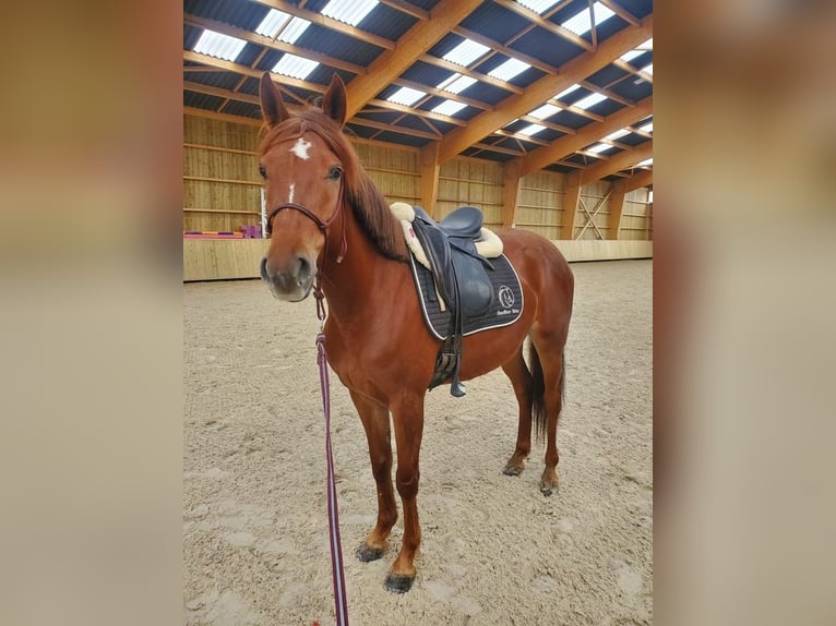 Anglo-Arab Mare 5 years 14,2 hh Chestnut-Red in Bailly
