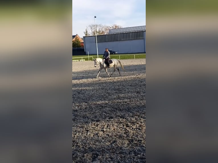 Anglo-Arab Mix Mare 5 years 15,2 hh White in Hlučín