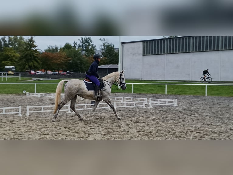 Anglo-Arab Mix Mare 5 years 15,2 hh White in Hlučín