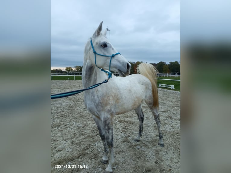 Anglo-Arab Mix Mare 5 years 15,2 hh White in Hlučín