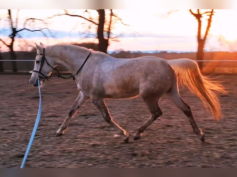 Anglo-Arab Mix Mare 5 years 15,2 hh White in Hlu&#x10D;&#xED;n