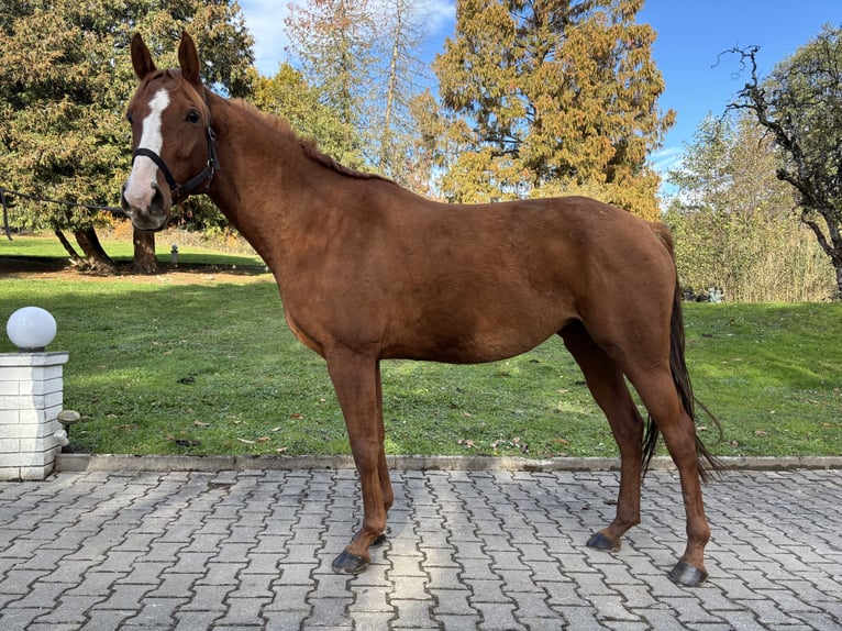 Anglo-Arab Mare 5 years 15,2 hh Chestnut-Red in Grafenstein
