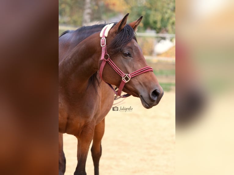 Anglo-Arab Mare 6 years 15,1 hh Brown in Hanstedt