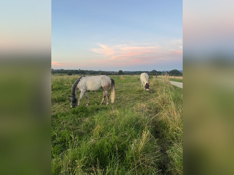 Anglo-Arab Mare 6 years 15,1 hh Gray in Schwäbisch Gmünd