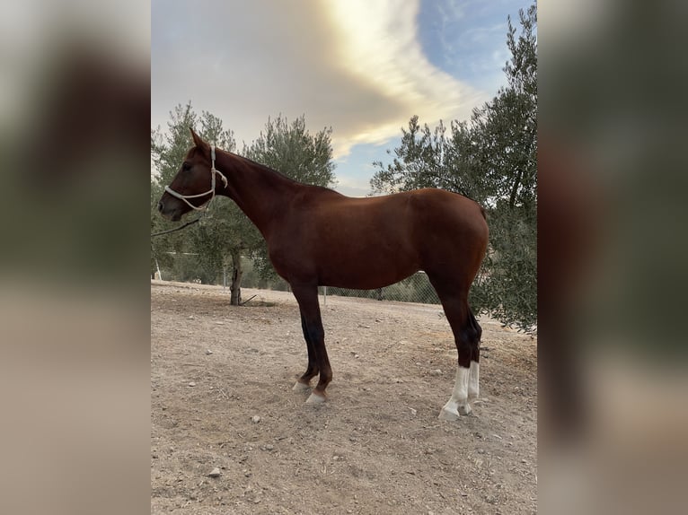 Anglo-Arab Mare 6 years 15,2 hh Chestnut-Red in Ubeda