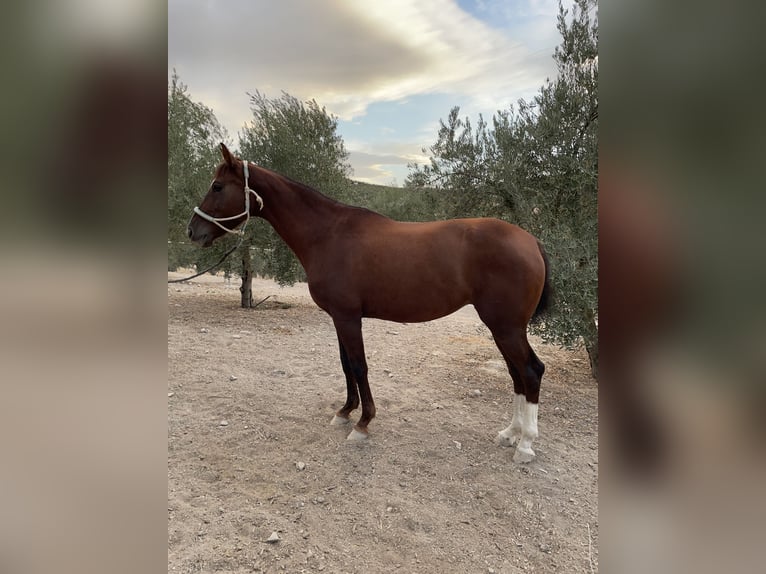 Anglo-Arab Mare 6 years 15,2 hh Chestnut-Red in Ubeda