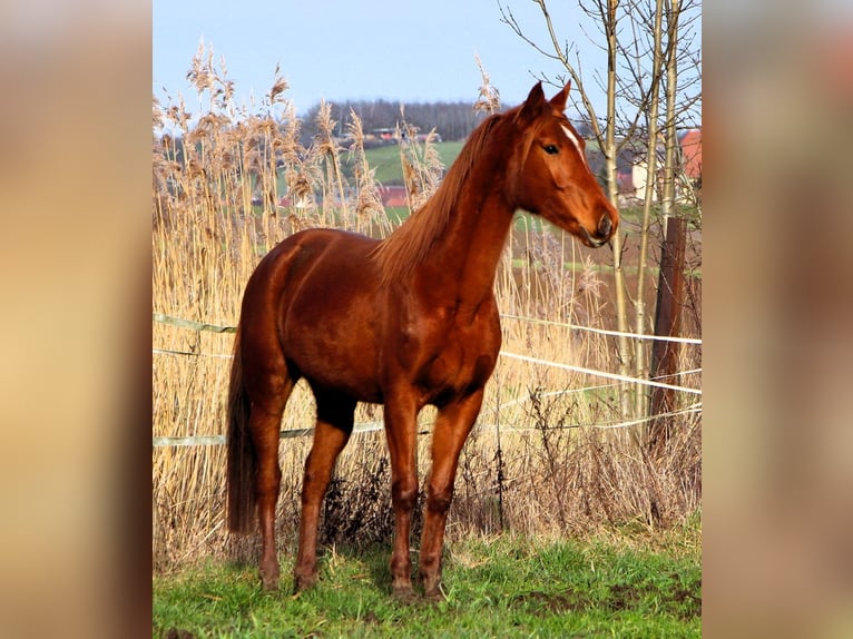 Anglo-Arab Mare 6 years 15,2 hh Chestnut-Red in Kehl