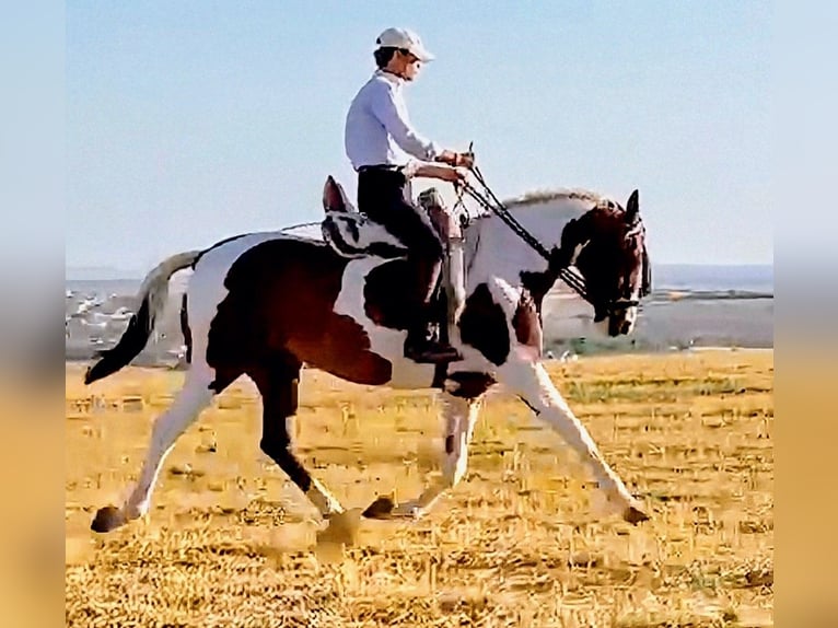 Anglo-Arab Mare 6 years 15,2 hh Pinto in Sevilla