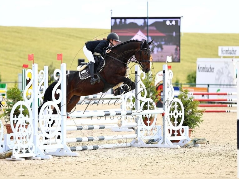 Anglo-Arab Mare 6 years 16.1 hh Brown in Osterode am Harz