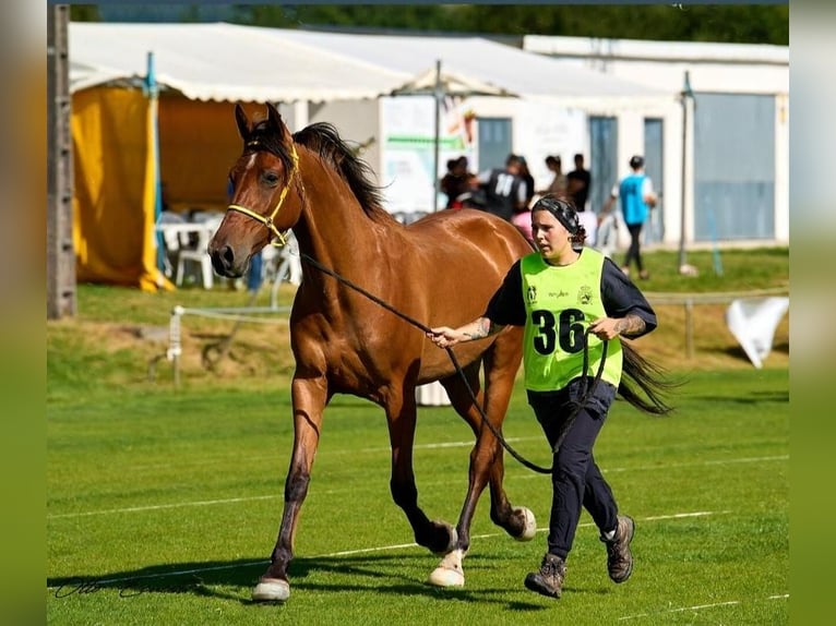 Anglo-Arab Mare 6 years 16 hh Brown in Cambados (Santa Mariña)