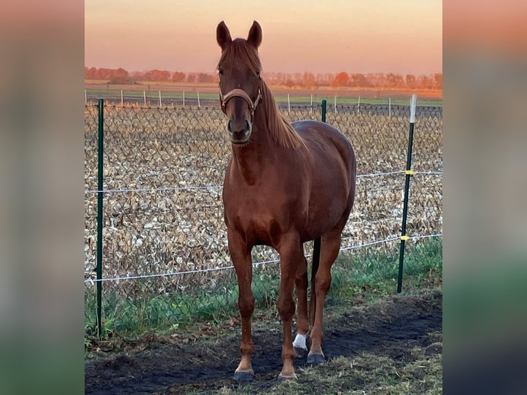 Anglo-Arab Mix Mare 6 years 16 hh Chestnut-Red in Friesack
