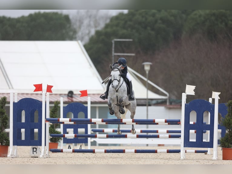 Anglo-Arab Mare 6 years 16 hh Gray in Centro Ippico Casabassa