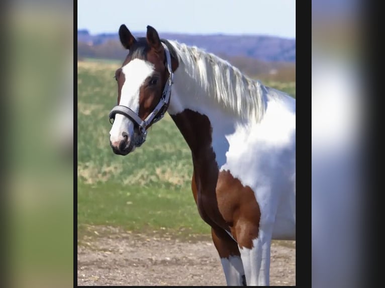 Anglo-Arab Mare 6 years 16 hh Overo-all-colors in Überherrn
