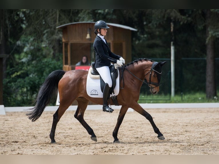 Anglo-Arab Mix Mare 7 years 14.1 hh Bay in Kladno