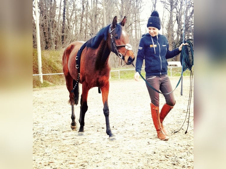 Anglo-Arab Mare 7 years 14,3 hh Brown in Thümmlitzwalde