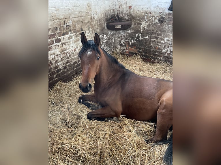 Anglo-Arab Mare 7 years 14,3 hh Brown in Thümmlitzwalde