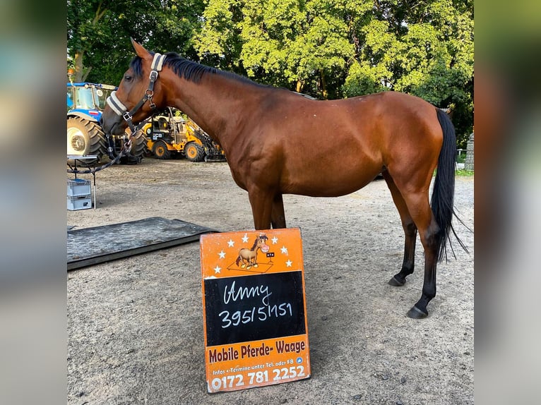 Anglo-Arab Mare 7 years 14,3 hh Brown in Thümmlitzwalde