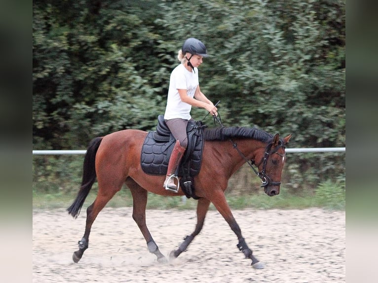 Anglo-Arab Mare 7 years 14,3 hh Brown in Thümmlitzwalde