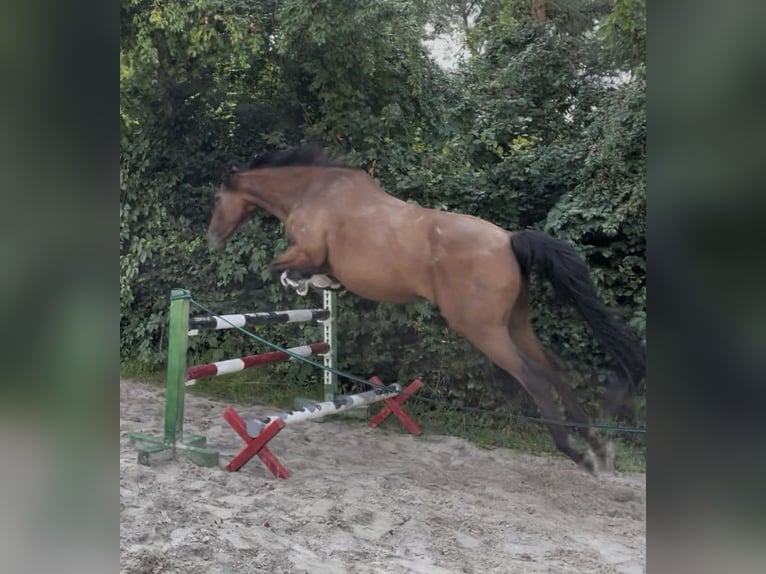 Anglo-Arab Mare 7 years 14,3 hh Brown in Wermsdorf