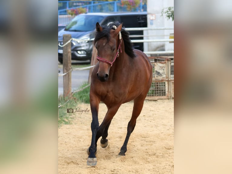 Anglo-Arab Mare 7 years 15,1 hh Brown in Ursensollen