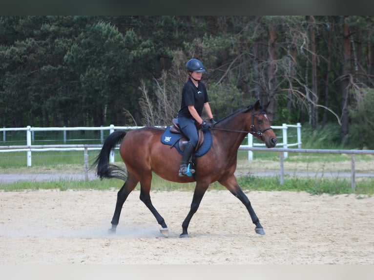 Anglo-Arab Mare 7 years 15,3 hh Brown in Santok