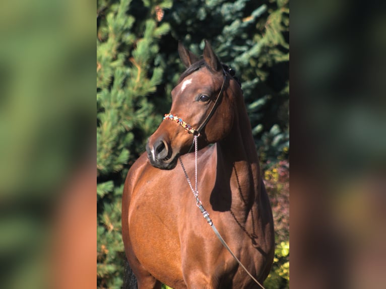 Anglo-Arab Mare 7 years 15,3 hh Brown in Santok