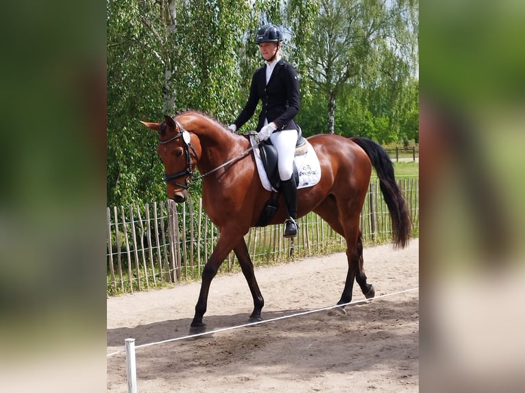 Anglo-Arab Mare 7 years 15.3 hh Brown in Osdorf