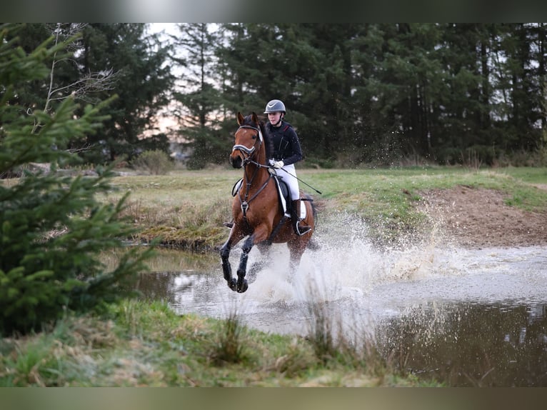 Anglo-Arab Mare 7 years 15.3 hh Brown in Osdorf