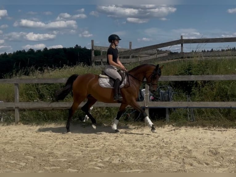 Anglo-Arab Mare 7 years 15,1 hh Brown in Ursensollen