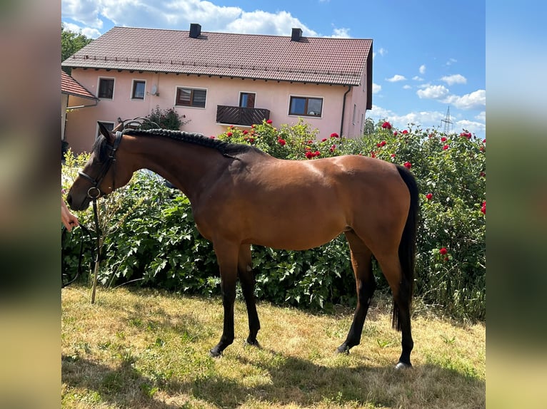 Anglo-Arab Mare 7 years 15,1 hh Brown in Ursensollen