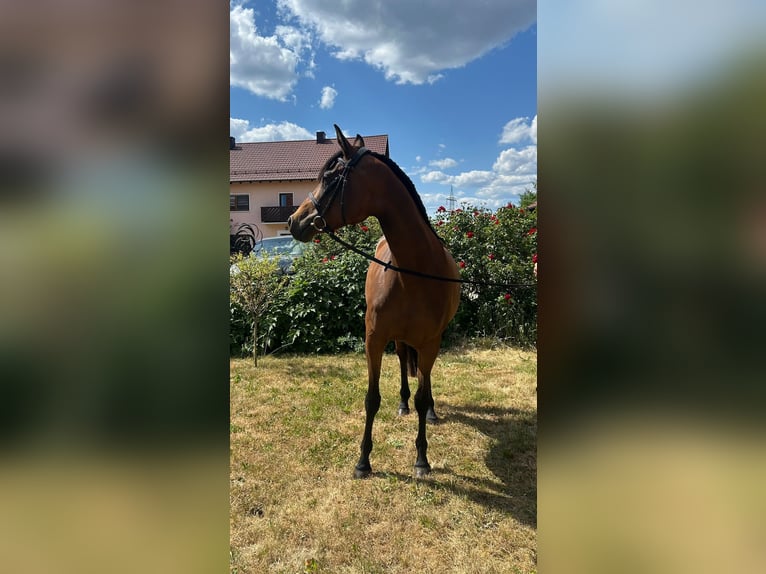 Anglo-Arab Mare 7 years 15,1 hh Brown in Ursensollen