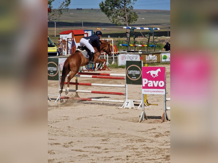 Anglo-Arab Mare 7 years 16,1 hh Chestnut-Red in Fuente El Saz De Jarama