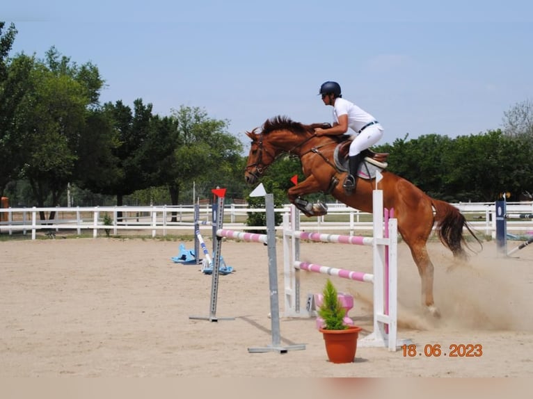 Anglo-Arab Mare 7 years 16,1 hh Chestnut-Red in Fuente El Saz De Jarama