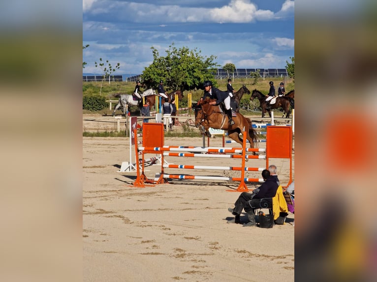 Anglo-Arab Mare 7 years 16,1 hh Chestnut-Red in Fuente El Saz De Jarama