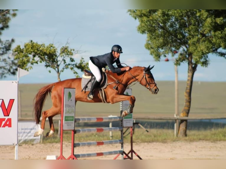 Anglo-Arab Mare 7 years 16,1 hh Chestnut-Red in Fuente El Saz De Jarama