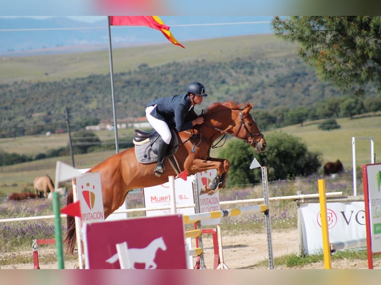 Anglo-Arab Mare 7 years 16,1 hh Chestnut-Red in Fuente El Saz De Jarama