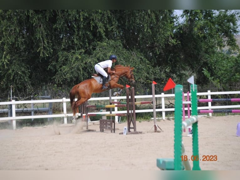 Anglo-Arab Mare 7 years 16,1 hh Chestnut-Red in Fuente El Saz De Jarama