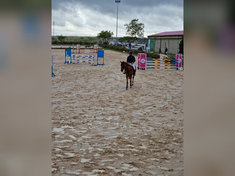 Anglo-Arab Mare 7 years 16,1 hh Chestnut-Red in Fuente El Saz De Jarama