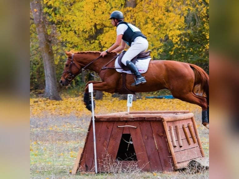 Anglo-Arab Mare 7 years 16,1 hh Chestnut-Red in Fuente El Saz De Jarama