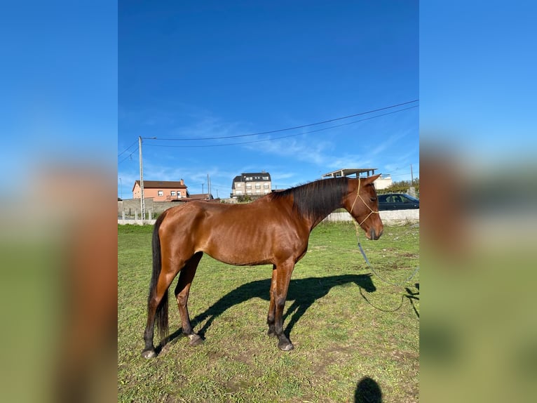 Anglo-Arab Mare 7 years 16 hh Brown in Cambados (Santa Mariña)