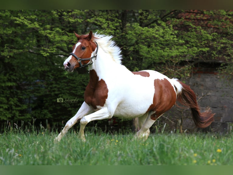 Anglo-Arab Mare 7 years 16 hh Pinto in Ursensollen
