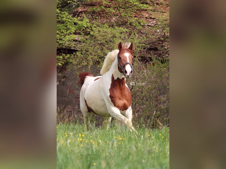 Anglo-Arab Mare 7 years 16 hh Pinto in Ursensollen