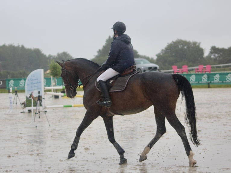 Anglo-Arab Mare 7 years Bay-Dark in Concarneau