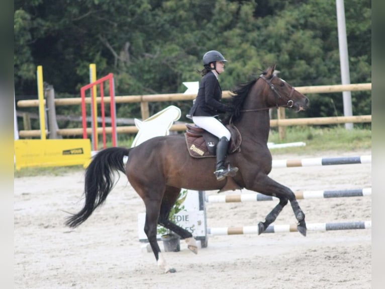 Anglo-Arab Mare 7 years Bay-Dark in Concarneau