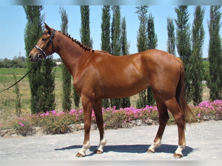 Anglo-Arab Mare 7 years Chestnut-Red in Jerez De La Frontera
