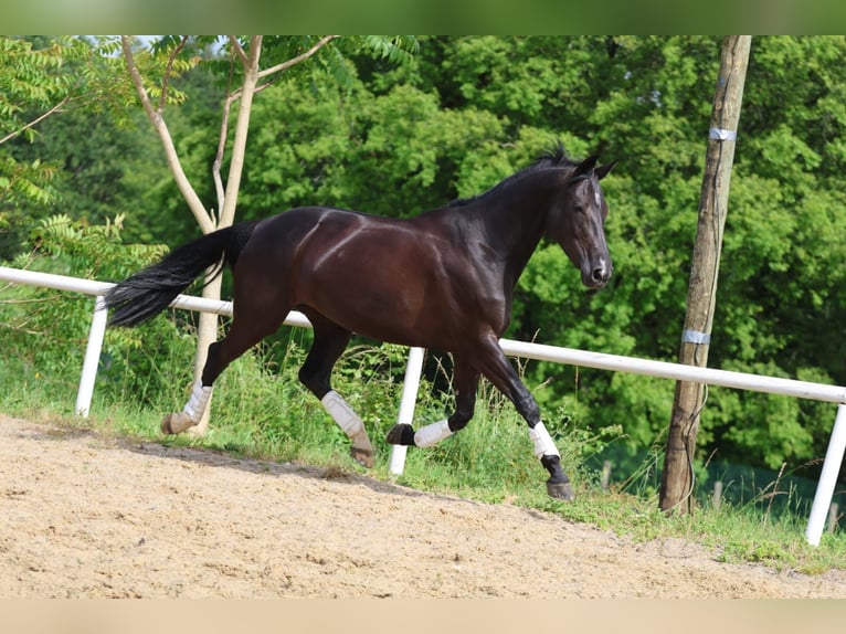 Anglo-Arab Mare 8 years 15,2 hh Black in Rivières