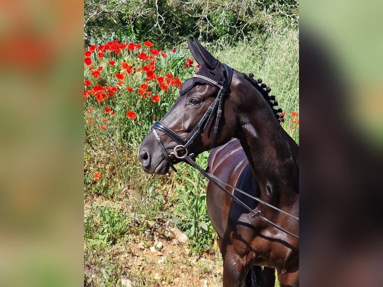 Anglo-Arab Mare 8 years 15,2 hh Black in Rivières