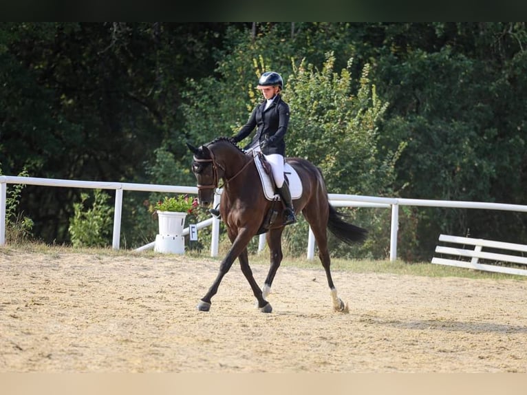 Anglo-Arab Mare 8 years 15,2 hh Black in Rivières