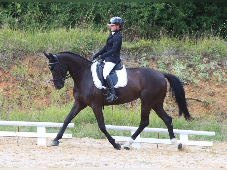 Anglo-Arab Mare 8 years 15,2 hh Black in Rivières