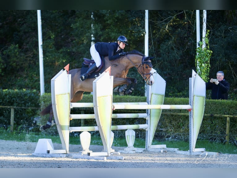 Anglo-Arab Mare 8 years 15,2 hh Brown in Barbizon